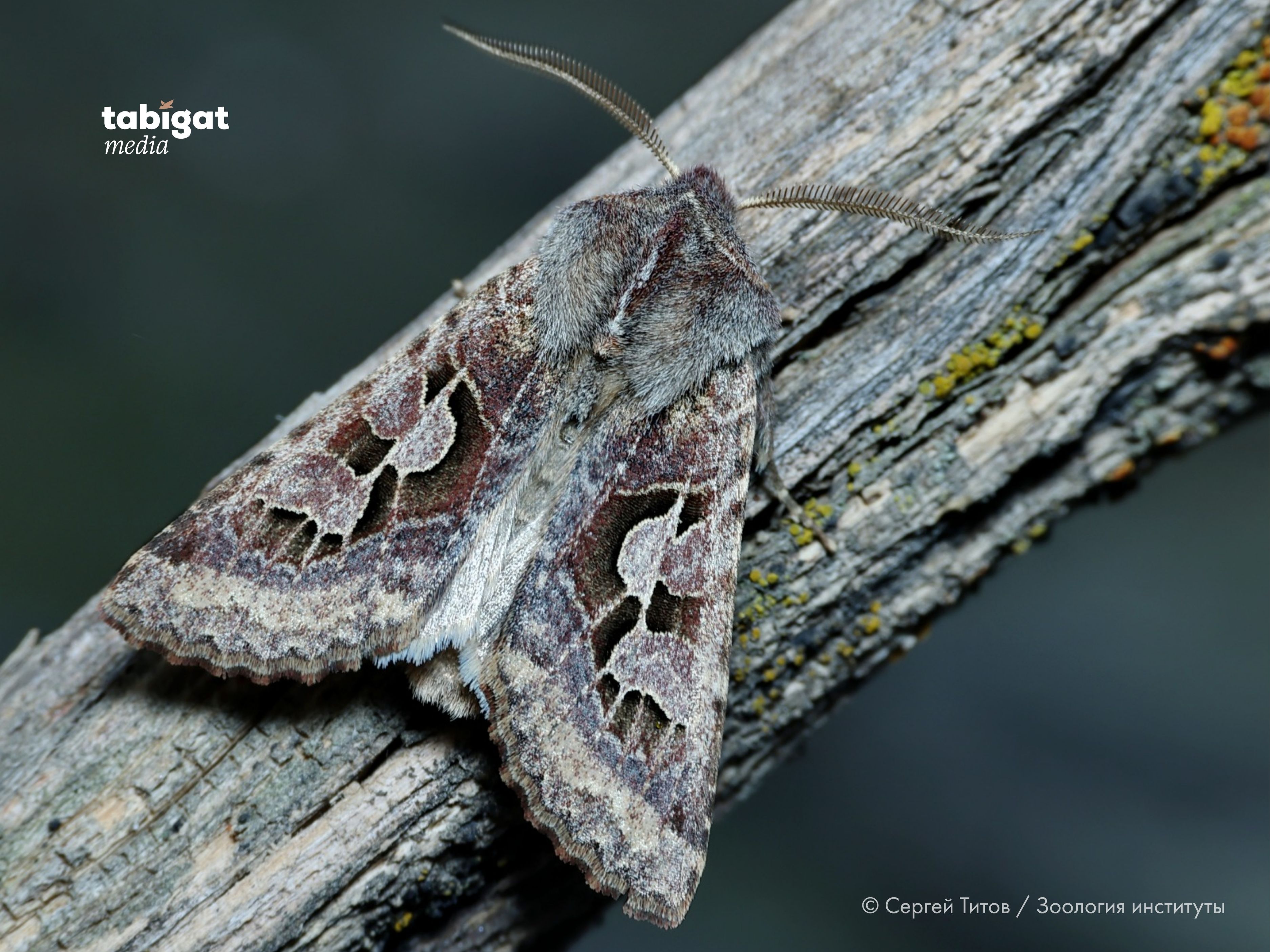 Жалаңаш Маша Табак